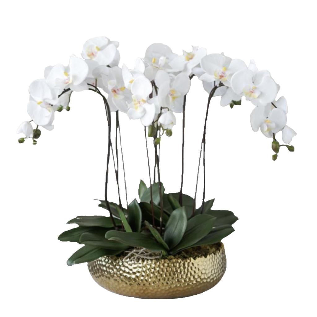 Orchid golden pot