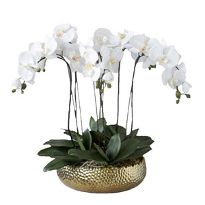 Orchid golden pot