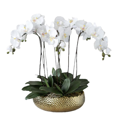 Orchid golden pot